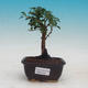 Room bonsai - Australian cherry - Eugenia uniflora - 1/3