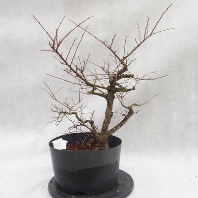 Outdoor bonsai clay had - leaves - Ulmus parviflora - 1