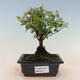 Indoor bonsai - Sagerécie thea - Sagerécie thea - 1/5