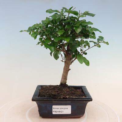 Room bonsai -Ligustrum chinensis - 1