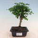 Room bonsai -Ligustrum chinensis - 1/3
