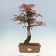 Outdoor bonsai - Acer palmatum Atropurpureum - Red palm maple - 1/5