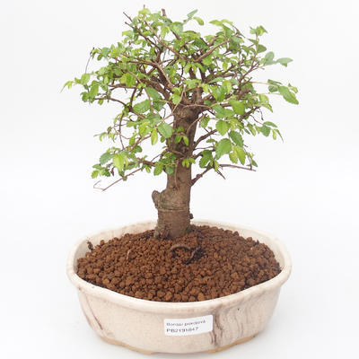 Indoor bonsai - Ulmus parvifolia - Small leaf elm PB2191847 - 1