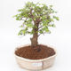 Indoor bonsai - Ulmus parvifolia - Small leaf elm PB2191847 - 1/3