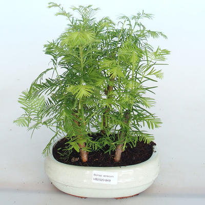 Outdoor bonsai -Metasequoi - Chinese metasequoia GLOSSY - 1