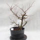 Outdoor bonsai clay had - leaves - Ulmus parviflora - 1/4