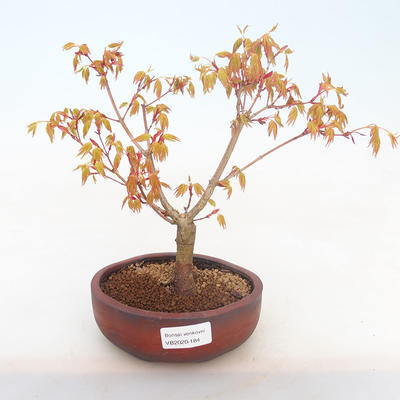 Outdoor bonsai-Acer palmatum Sango Koku- Japanese Maple - 1