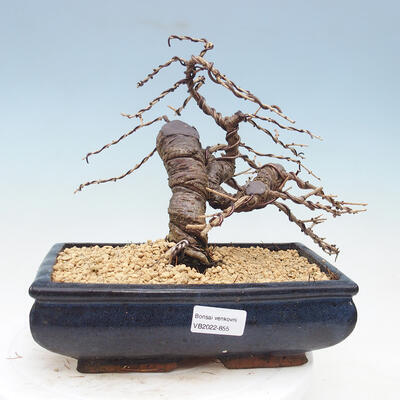 Outdoor bonsai -Larix decidua - Larch - 1