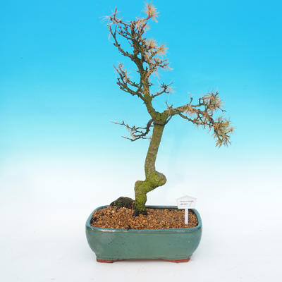 Outdoor bonsai -Modřín-deciduous Larix decidua - 1