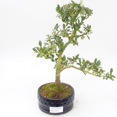 Indoor bonsai - Ilex crenata - Holly PB2191857