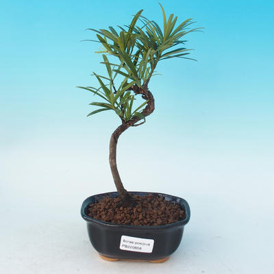 Room bonsai - Podocarpus - Stone thousand - 1