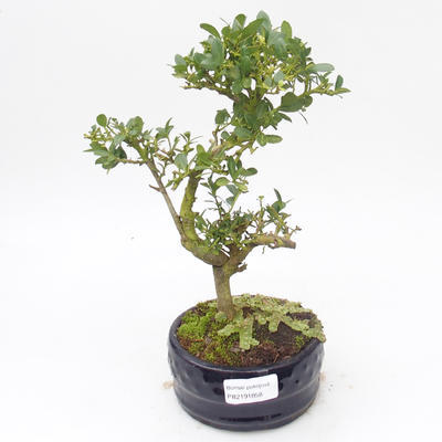 Indoor bonsai - Ilex crenata - Holly PB2191858