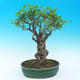 Room bonsai-PUNICA granatum nana-Pomegranate - 1/5