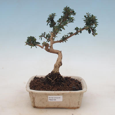 Indoor bonsai - Olea europaea sylvestris - European small-leaved olive oil - 1