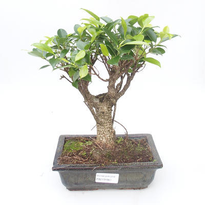 Indoor bonsai - Ficus retusa - small leaf ficus PB2191860 - 1
