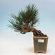 Outdoor bonsai - Pinus thunbergii - Thunbergia pine - 1/5