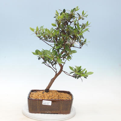 Outdoor bonsai - Japanese azalea - Azalea MEISUI - 1