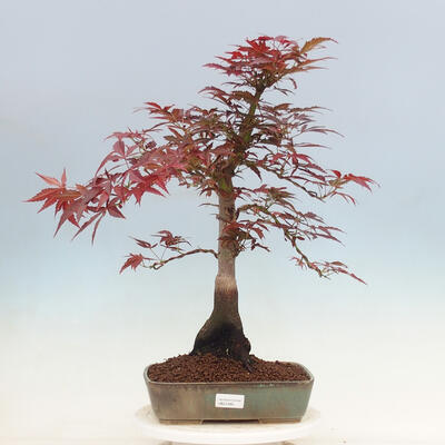 Outdoor bonsai - Acer palmatum Atropurpureum - Red palm maple - 1