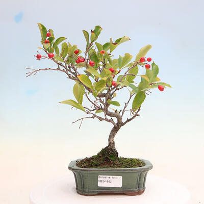 Outdoor bonsai - Pourthiaea villosa - Hairy lightning - 1