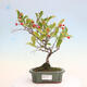 Outdoor bonsai - Pourthiaea villosa - Hairy lightning - 1/5