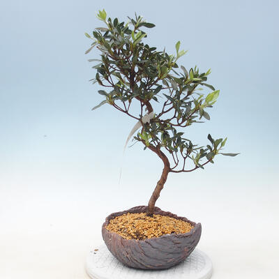 Outdoor bonsai - Japanese azalea - Azalea SHINSEI - 1