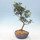 Outdoor bonsai - Japanese azalea - Azalea SHINSEI - 1/2