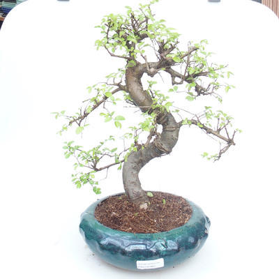 Indoor bonsai - Ulmus parvifolia - Small leaf elm PB2191864 - 1
