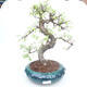 Indoor bonsai - Ulmus parvifolia - Small leaf elm PB2191864 - 1/3