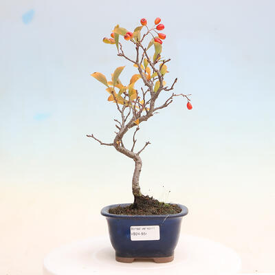 Outdoor bonsai - Pourthiaea villosa - Hairy lightning - 1