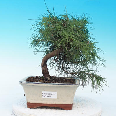 Room bonsai-Pinus halepensis-Aleppo Pine