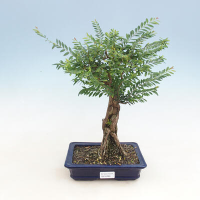 Indoor bonsai -Phyllanthus Niruri- Smuteň
