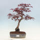 Outdoor bonsai - Acer palmatum Atropurpureum - Red palm maple - 1/5