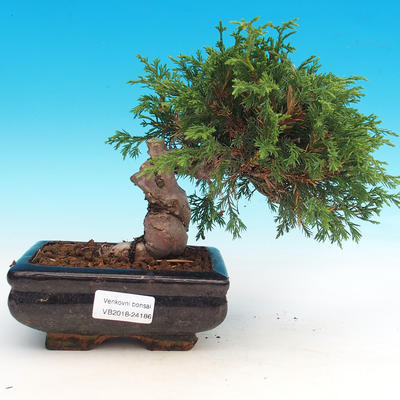 Outdoor bonsai - Juniperus chinensis Itoigava-Chinese juniper - 1
