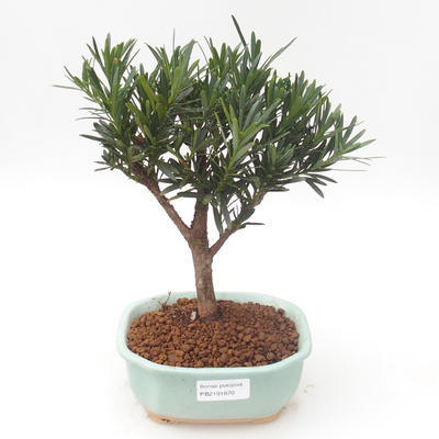Indoor bonsai - Podocarpus - Stone yew PB2191870 - 1