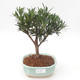 Indoor bonsai - Podocarpus - Stone yew PB2191870 - 1/4