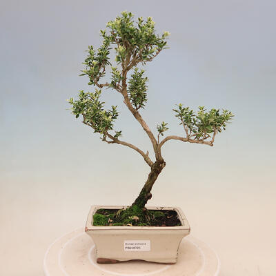 Indoor bonsai - Serissa foetida Variegata - Tree of a thousand stars - 1