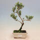 Indoor bonsai - Serissa foetida Variegata - Tree of a thousand stars - 1/2