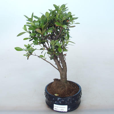 Outdoor bonsai - Rhododendron sp. - Pink azalea - 1
