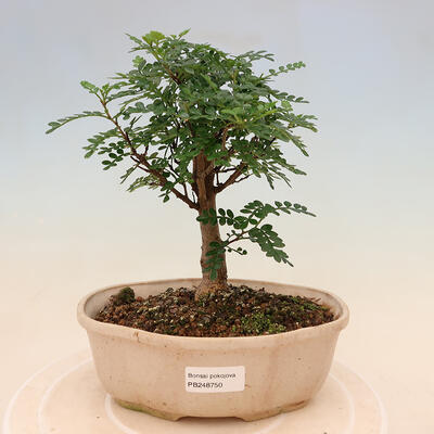 Indoor bonsai - Zantoxylum piperitum - Pepper tree - 1