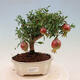 Indoor bonsai-PUNICA granatum nana-Pomegranate - 1/2