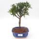 Indoor bonsai - Podocarpus - Stone yew PB2191878 - 1/4