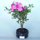 Outdoor bonsai - Rhododendron sp. - Pink azalea - 1/3