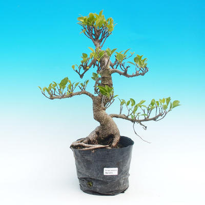 Events - 50% of small-ficus leaves - plastic container - 1
