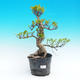 Events - 50% of small-ficus leaves - plastic container - 1/2