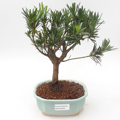 Indoor bonsai - Podocarpus - Stone yew PB2191879 - 1