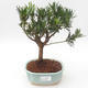 Indoor bonsai - Podocarpus - Stone yew PB2191879 - 1/4