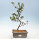 Outdoor bonsai - Japanese azalea - Azalea YUKARI - 1/2