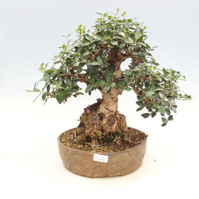 Indoor bonsai - Olea europaea sylvestris -Oliva european tiny - 1
