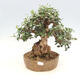 Indoor bonsai - Olea europaea sylvestris -Oliva european tiny - 1/3