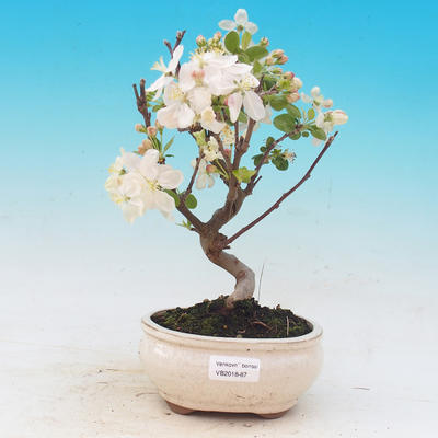 Outdoor bonsai - Malus halliana - Malplate apple tree - 1